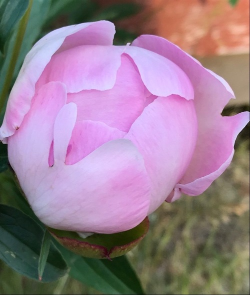 Let a hundred flowers blossom - pink peony bud - postgutenberg@gmail[dot]com